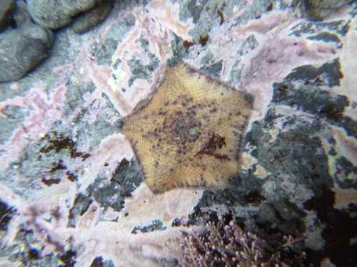 Asterinidae