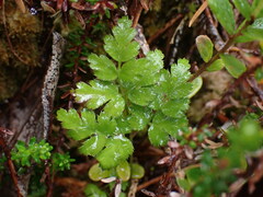 Coptis aspleniifolia