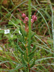 Kalmia microphylla