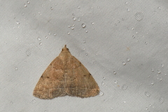 Zanclognatha protumnusalis