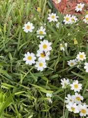 Hoplitimyia constans
