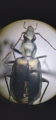 Anchomenus aeneolus