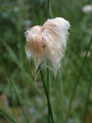 Eriophorum chamissonis