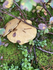 Suillus variegatus