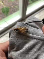 Opheltes glaucopterus