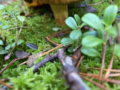 Suillus variegatus