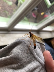 Opheltes glaucopterus