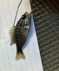 Lepomis gulosus
