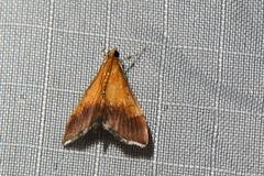 Pyrausta bicoloralis