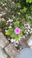 Catharanthus roseus