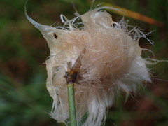 Eriophorum chamissonis