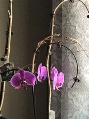 Phalaenopsis