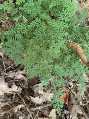 Selaginella apoda