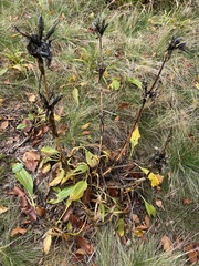 Gentiana pannonica