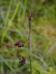 Carex pluriflora