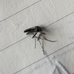 Aedes