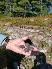 Emydoidea blandingii