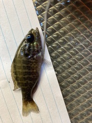 Lepomis gulosus