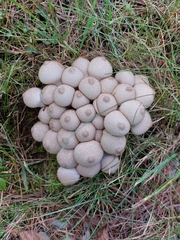 Lycoperdon perlatum