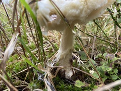 Amanita pantherina