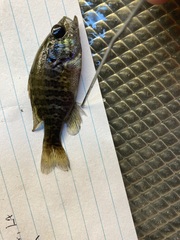 Lepomis gulosus