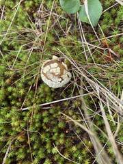 Amanita pantherina