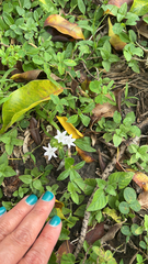 Richardia grandiflora