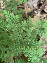 Selaginella apoda
