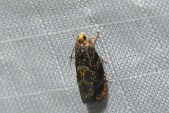 Olethreutes auricapitana