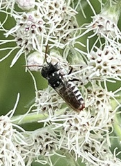 Coelioxys coturnix