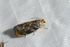 Olethreutes auricapitana