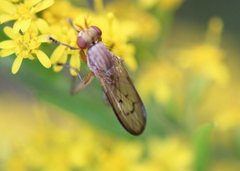 Tetanocera