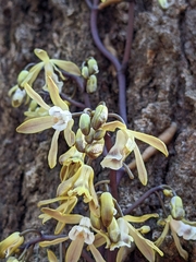 Erythrorchis cassythoides