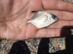 Trachinotus falcatus