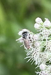 Coelioxys coturnix