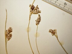 Carex bicolor