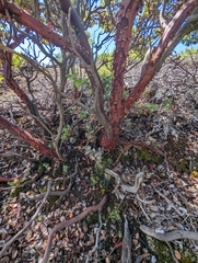 Arctostaphylos sensitiva