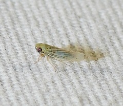 Graminella nigrifrons