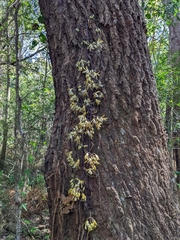 Erythrorchis cassythoides