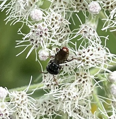 Coelioxys coturnix