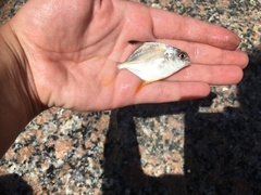 Trachinotus falcatus
