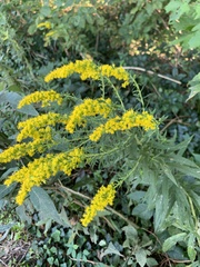 Solidago
