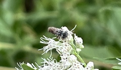 Coelioxys coturnix