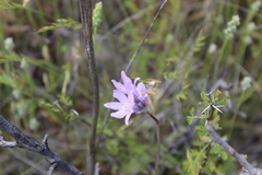 Dipterostemon capitatus pauciflorus