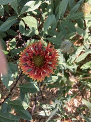 Gaillardia