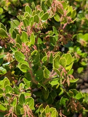 Arctostaphylos sensitiva