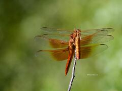 Libellula