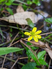 Ranunculus inundatus