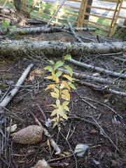 Betula alleghaniensis