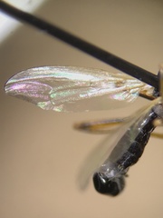 Micropezidae